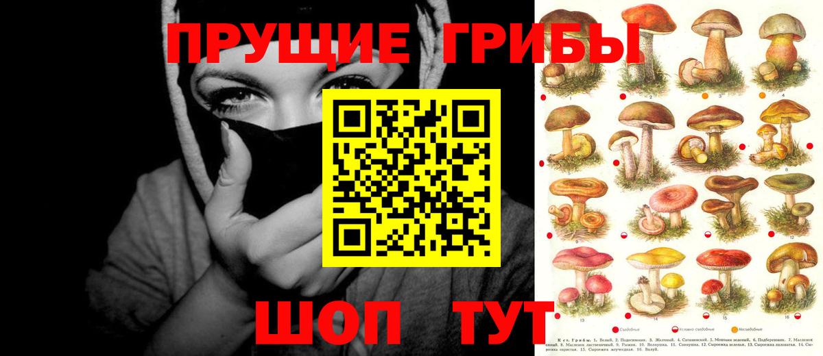 Псилоцибиновые грибы Cubensis Кудрово